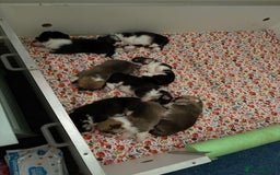 Welsh Corgi Pembroke dogs for sale: Gorgeous pure bred Welsh Pembroke Corgi puppies - Image 3