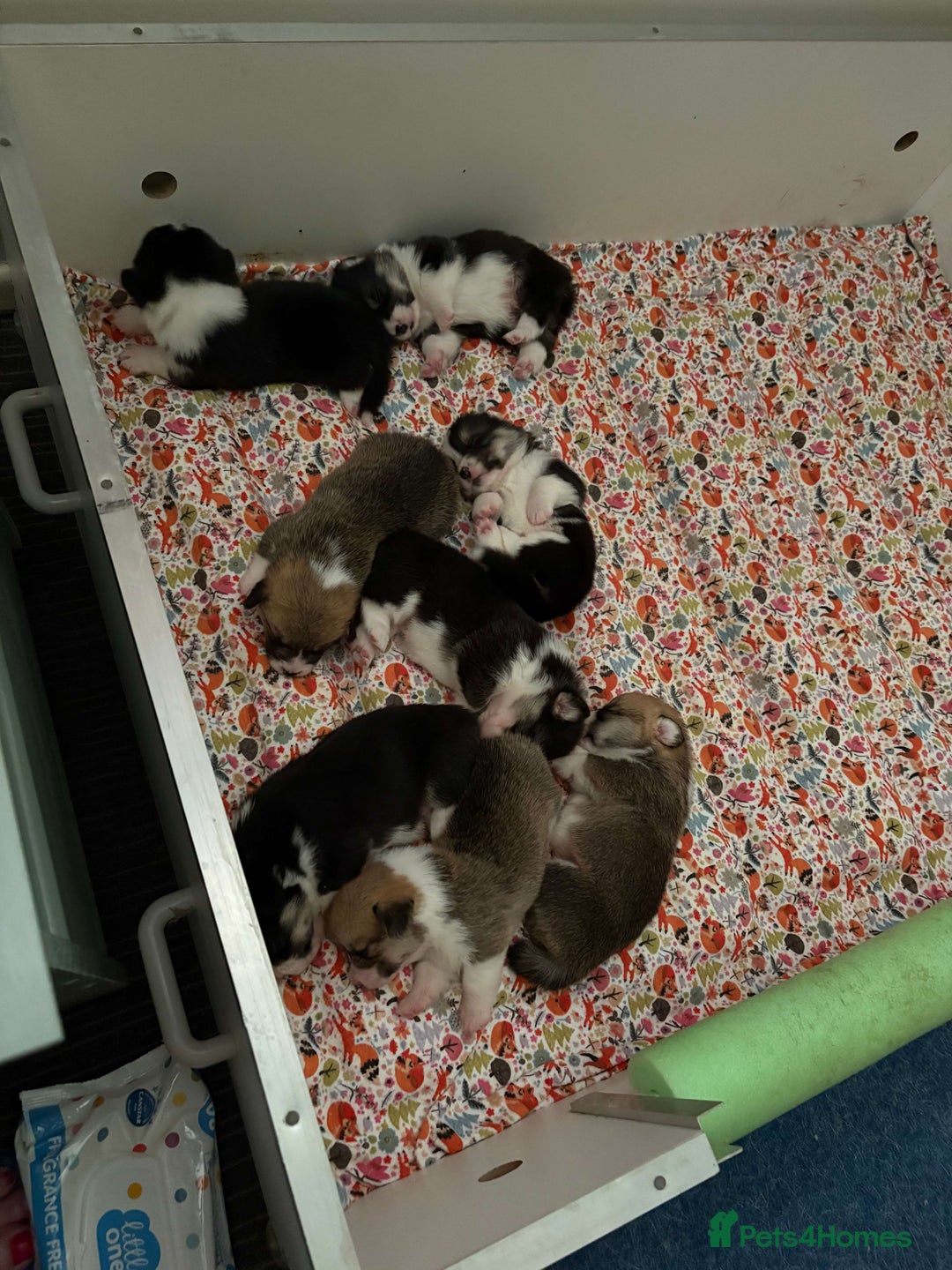 Welsh Corgi Pembroke dogs for sale: Gorgeous pure bred Welsh Pembroke Corgi puppies - Image 3