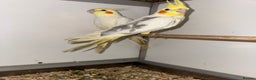 Cockatiels birds for sale: COCKATIELS - ALBINO/LUTINO/PIED - Advert 4