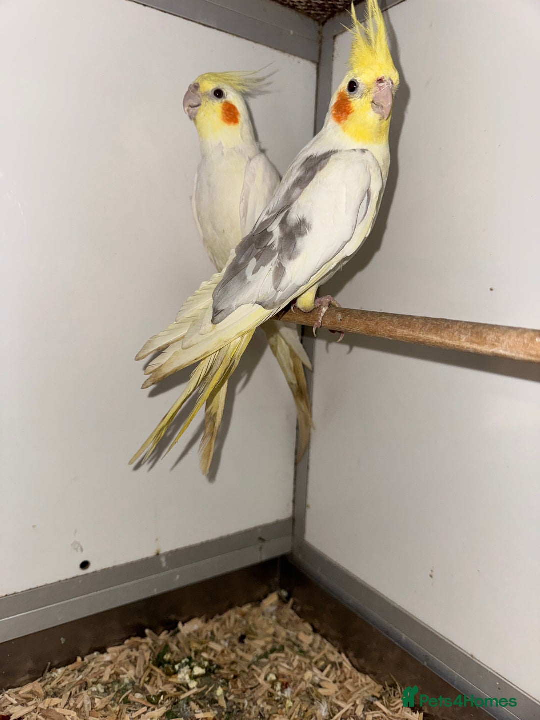 Cockatiels birds for sale: COCKATIELS - ALBINO/LUTINO/PIED - Advert 4