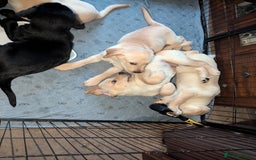 Goldador dogs for sale: 9 Week old Goldador Puppies - ready to go - Advert 12