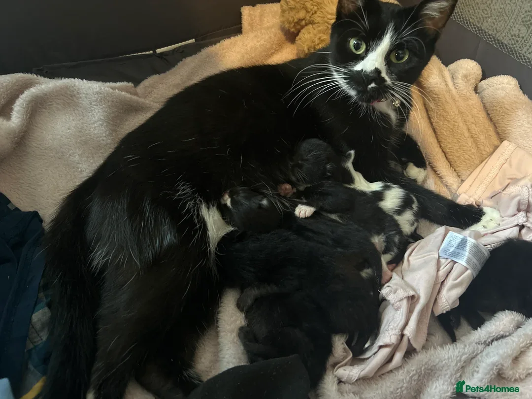 Mixed Breed cats for sale: Mixed breeds in Blackburn - Image 2