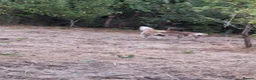 Fox Terrier dogs for adoption: 🐾❤️ HERO — THE BOY WHO KEPT COMING BACK ❤️🐾 - Advert 24