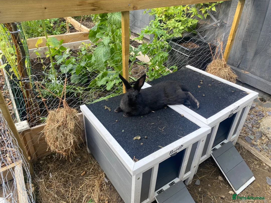 French Lop rabbits for sale: Gorgeous French lop X  in Leeds - Advert 1