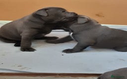 Staffordshire Bull Terrier dogs for sale: CHAMPION BLOOD LINES STOCKY BLUE STAFFY PUPS  - Image 4