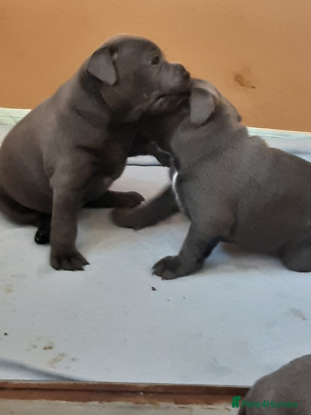 Staffordshire Bull Terrier dogs for sale: CHAMPION BLOOD LINES STOCKY BLUE STAFFY PUPS  - Image 4