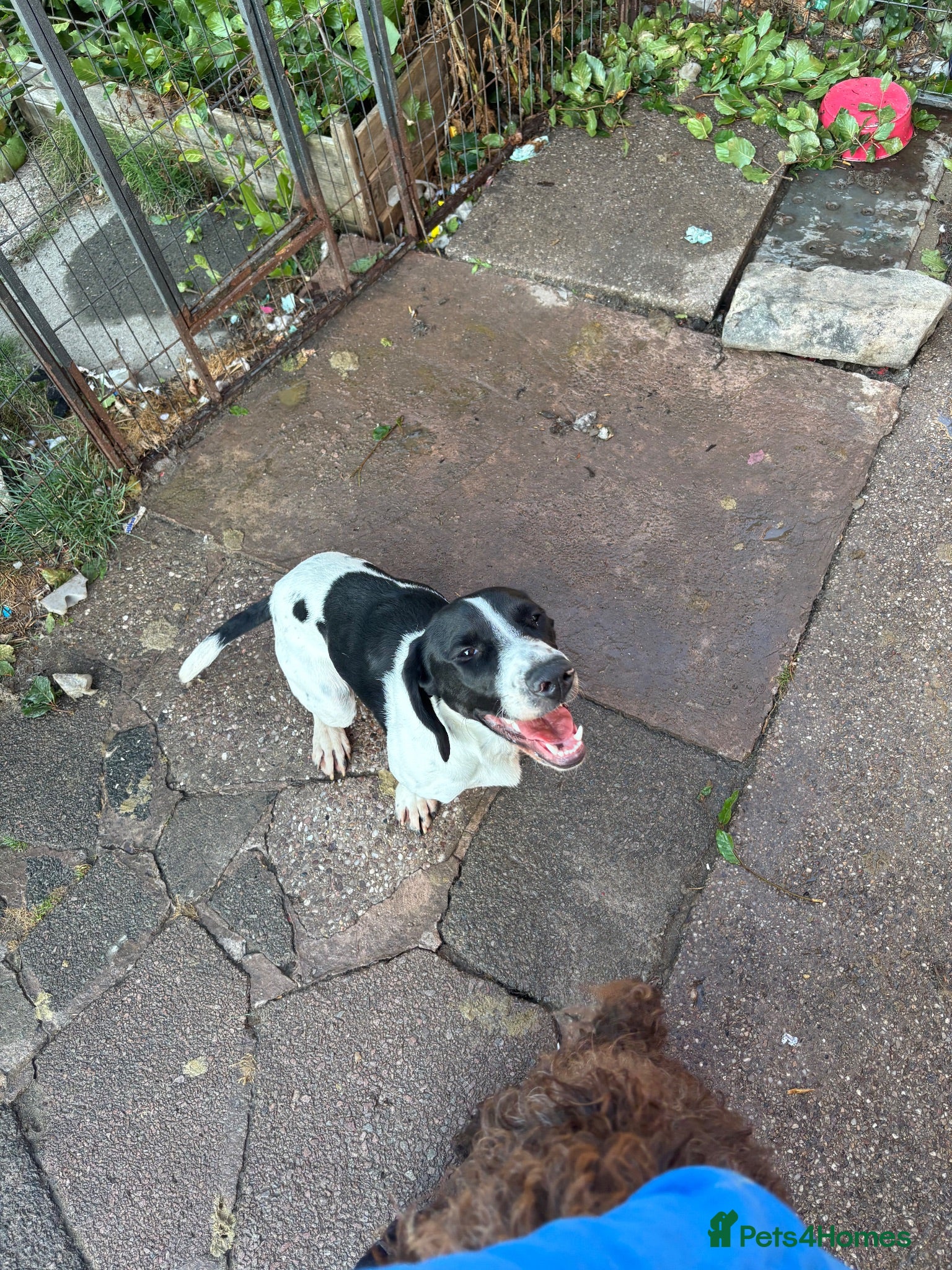 Mixed Breed dogs Dozer german shorthair pointer - Advert 1