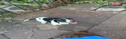 Mixed Breed dogs for sale: Dozer german shorthair pointer in Stoke-on-Trent - Advert 1