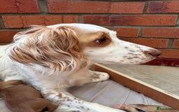 Cocker Spaniel dogs for sale: Cocker Spaniel Puppies  - Image 18