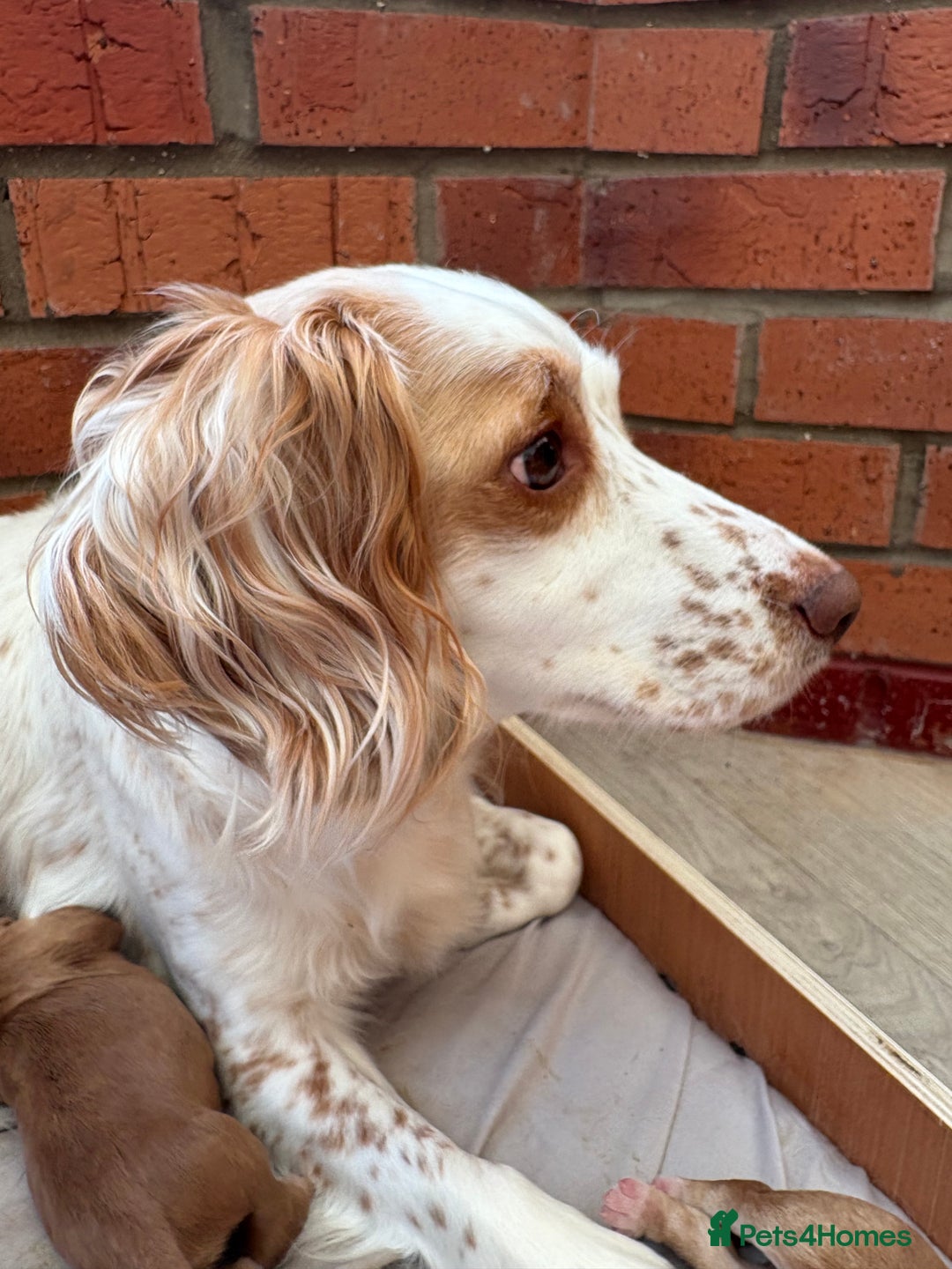 Cocker Spaniel dogs for sale: Cocker Spaniel Puppies  - Image 18