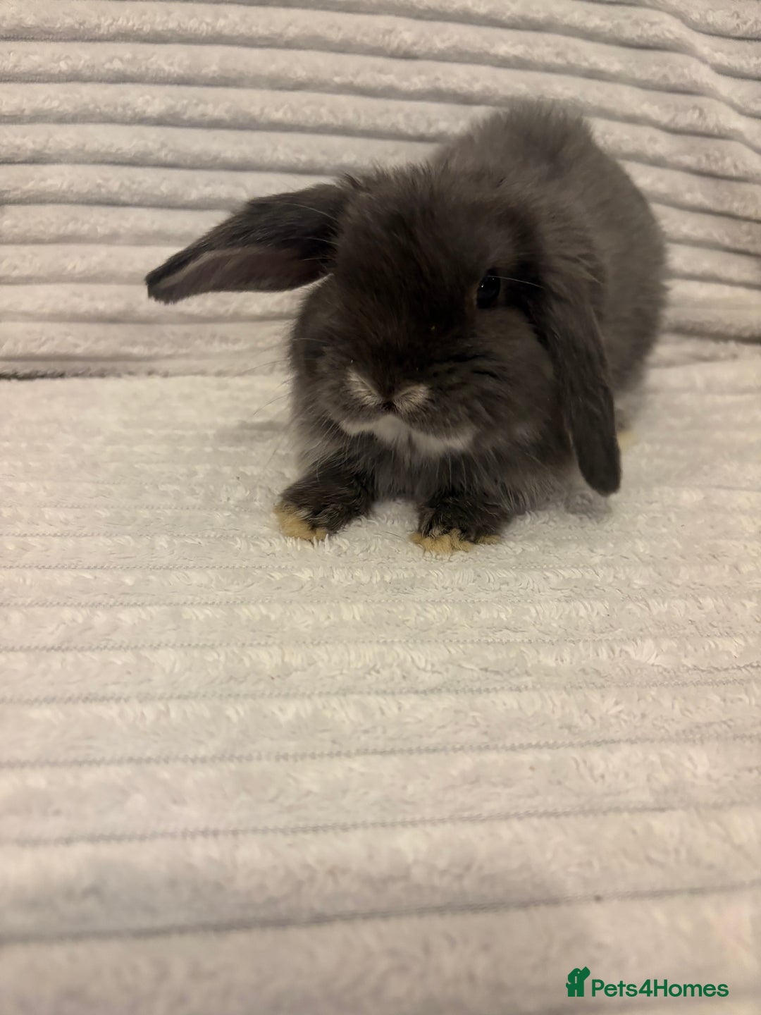 Mini Lop rabbits for sale: Lovely little mini lop baby bunny rabbits - Advert 2