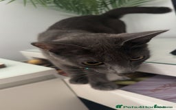 Mixed Breed cats for sale: Simba ( free to a good home )  - Image 3