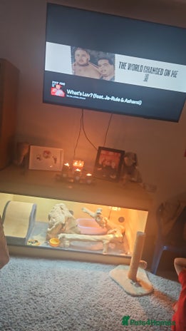 Bearded Dragon reptiles - Advert 1