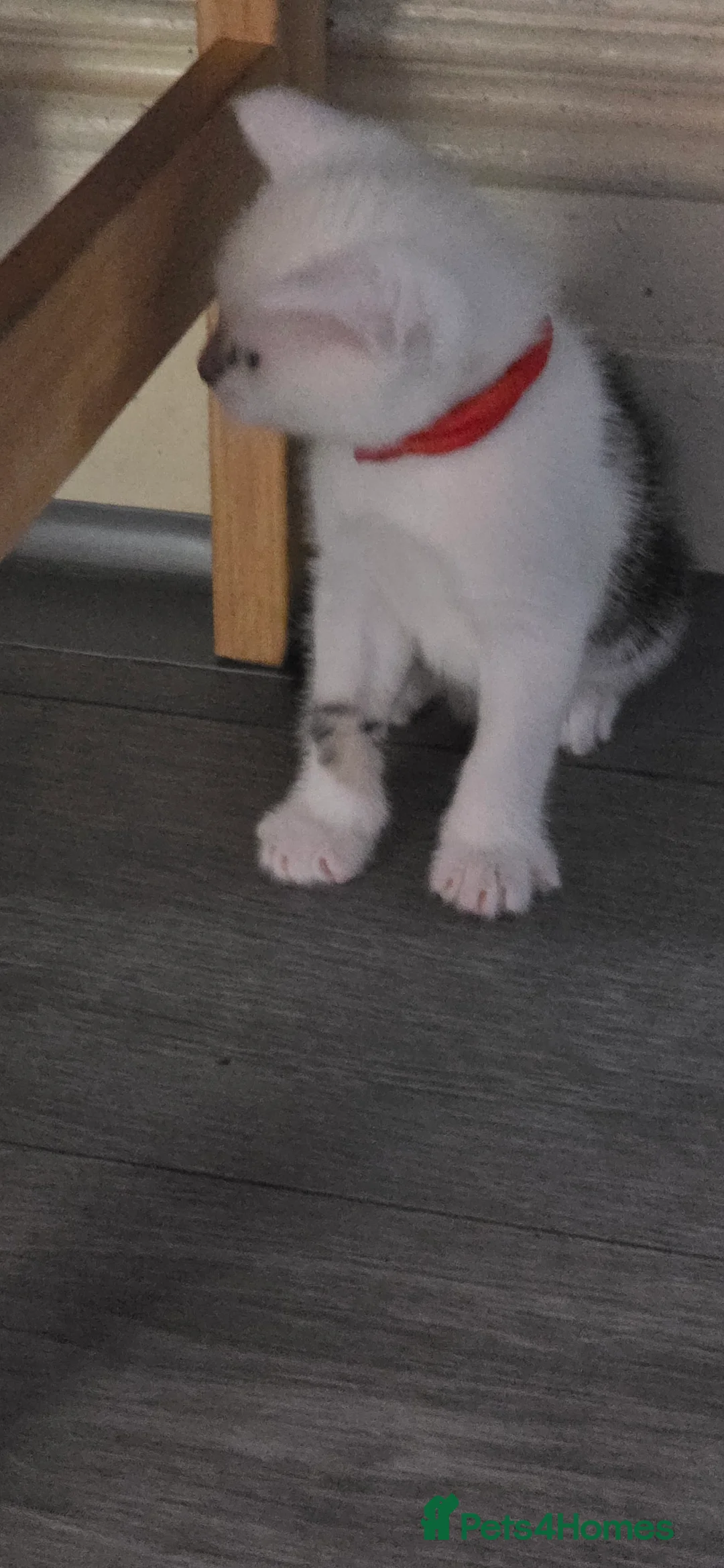 Mixed Breed cats for sale: 2 beautiful kittens leave - Advert 10
