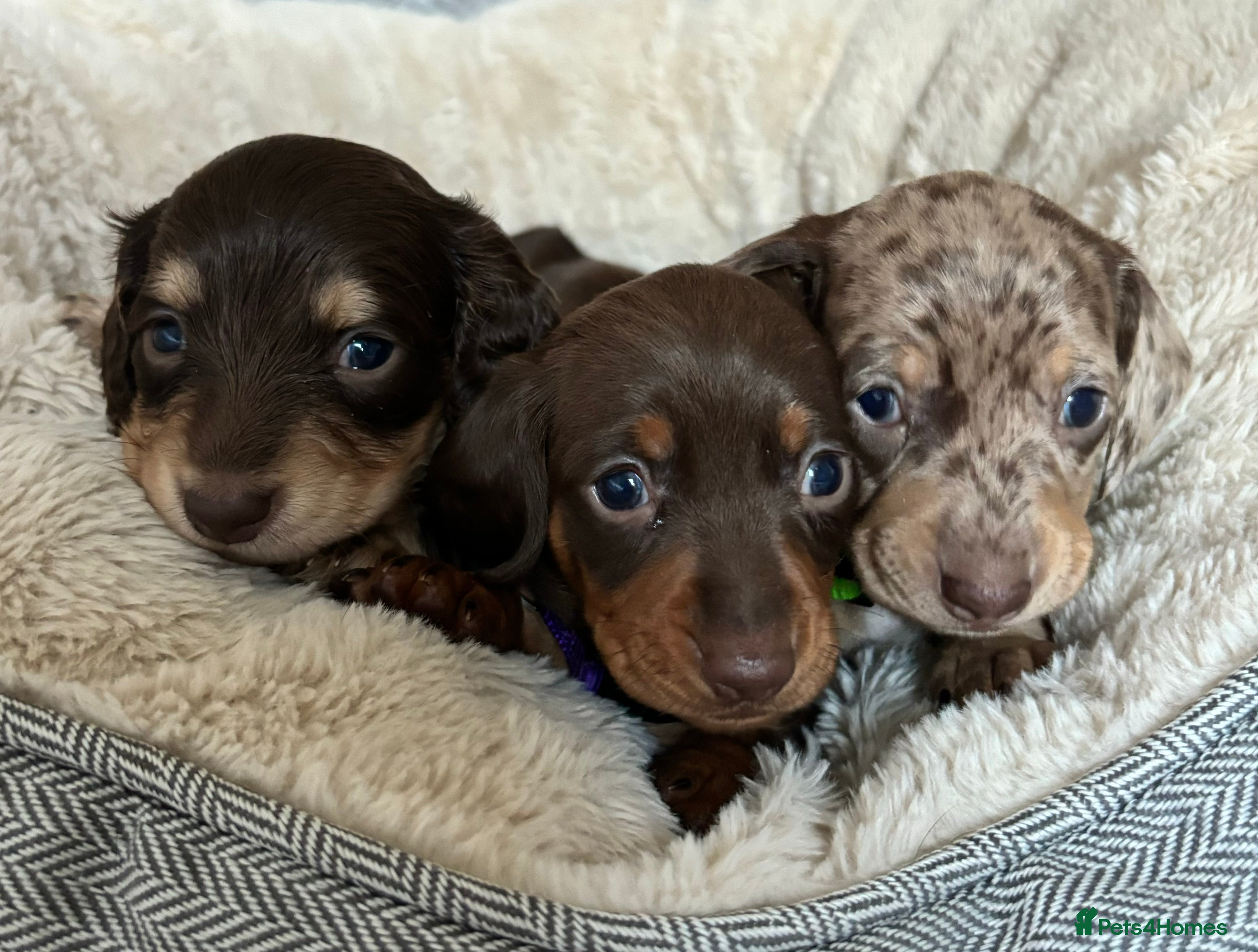 Miniature Dachshund dogs 🎄Last 2 Miniature Dachshund Pups Ready 23rd Dec🎄 - Advert 6