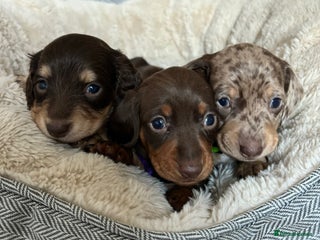 Miniature Dachshund dogs Miniature Dachshund Pups, KC Reg, PRA Clear - Advert 15
