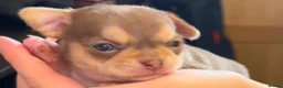 Chihuahua dogs for sale: 3 chihuahua puppy’s for sale - Advert 22
