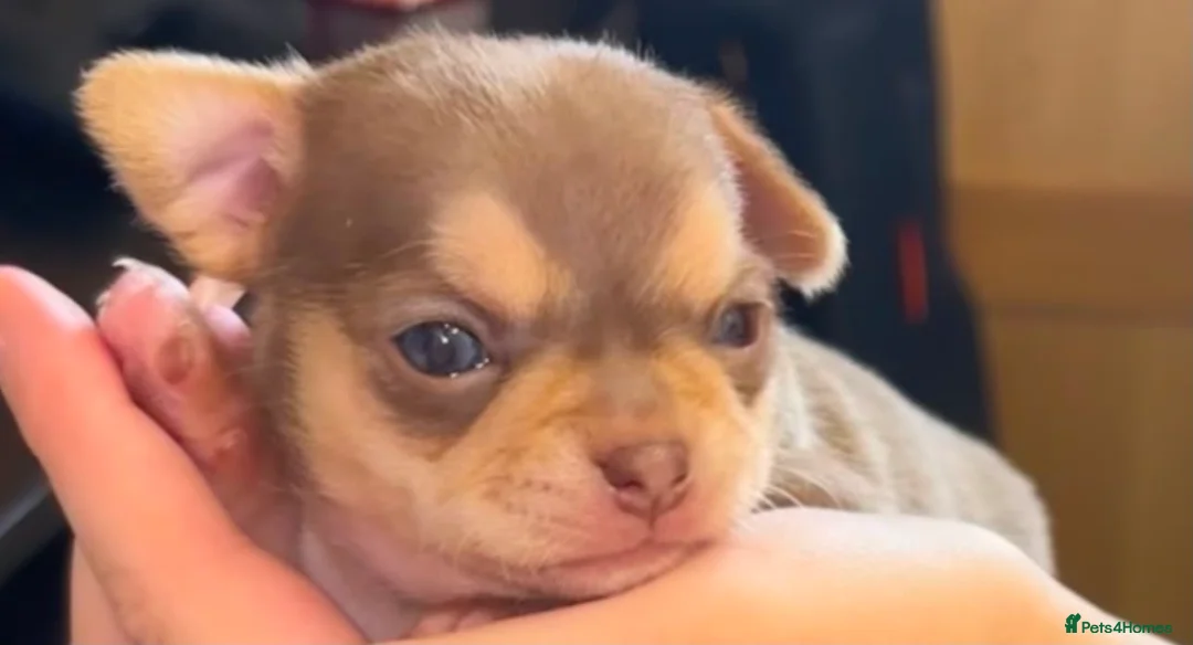 Chihuahua dogs for sale: 3 chihuahua puppy’s for sale - Advert 22