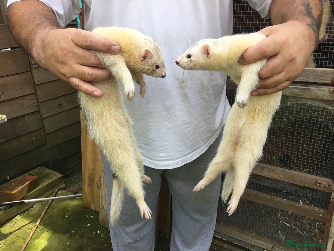 Ferret rodents for sale: Silver Males Brothers  - Image 6