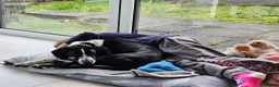 Pointer dogs for sale: 18 month old pointer - Advert 9