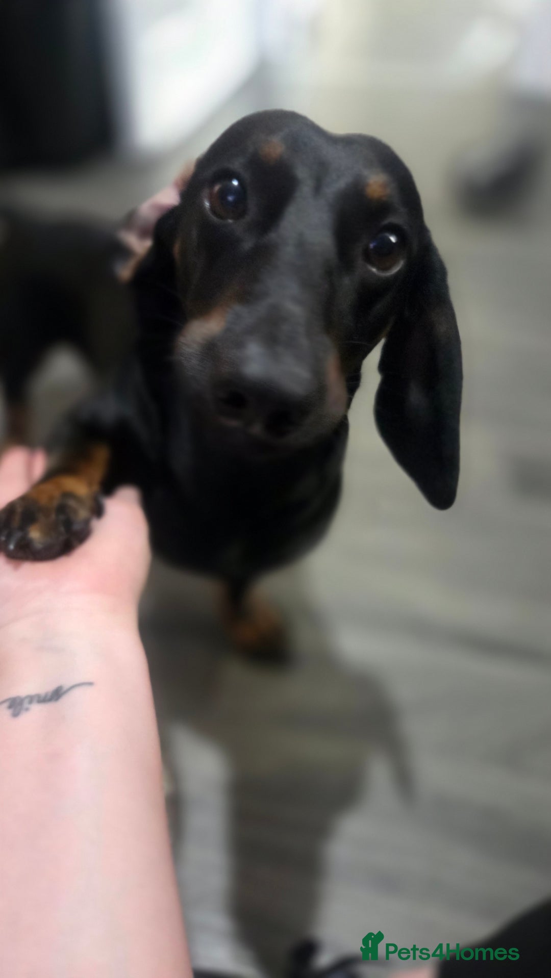 Mixed Breed dogs for sale: Male dacshund  - Image 1