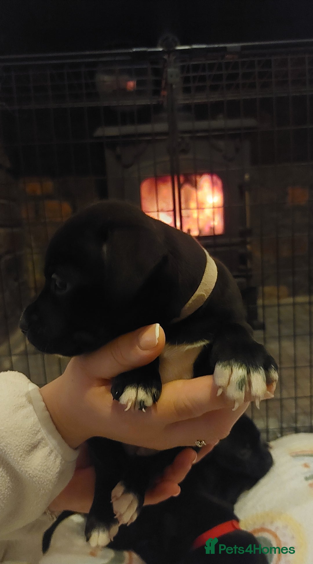 Staffordshire Bull Terrier dogs for sale: *2 left* Stunning Chunky KC Staffy Pups - Image 16