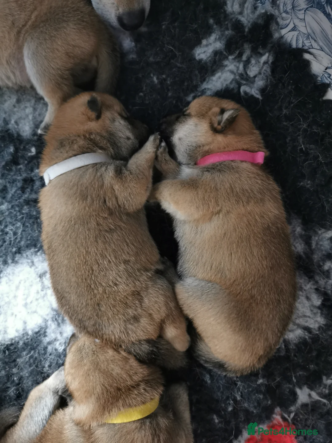 Japanese Shiba Inu dogs for sale: *New price! 3 left* all KC female shiba inus. - Advert 40