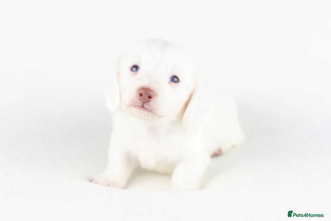 Miniature Dachshund dogs for sale: 🤍KC Reg Longhair miniature cream daschunds🤍 - Advert 26