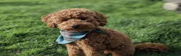 Toy Poodle dogs for stud: Stunning kc red toy poodle stud health tested in Bangor - Advert 5