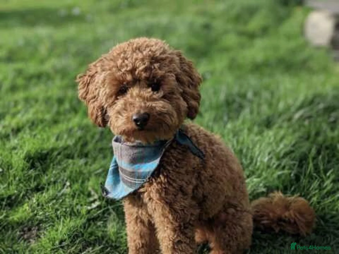 Toy Poodle dogs for stud: Stunning kc red toy poodle stud health tested in Bangor - Advert 5