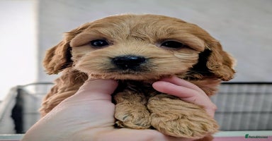 Cockapoo dogs Stunning health tested F1 cockapoo puppies - Advert 4