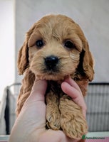 Cockapoo dogs Stunning health tested F1 cockapoo puppies - Advert 4