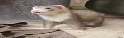 Ferret rodents for sale: 2 x ferrets and hutch food etc - Advert 9