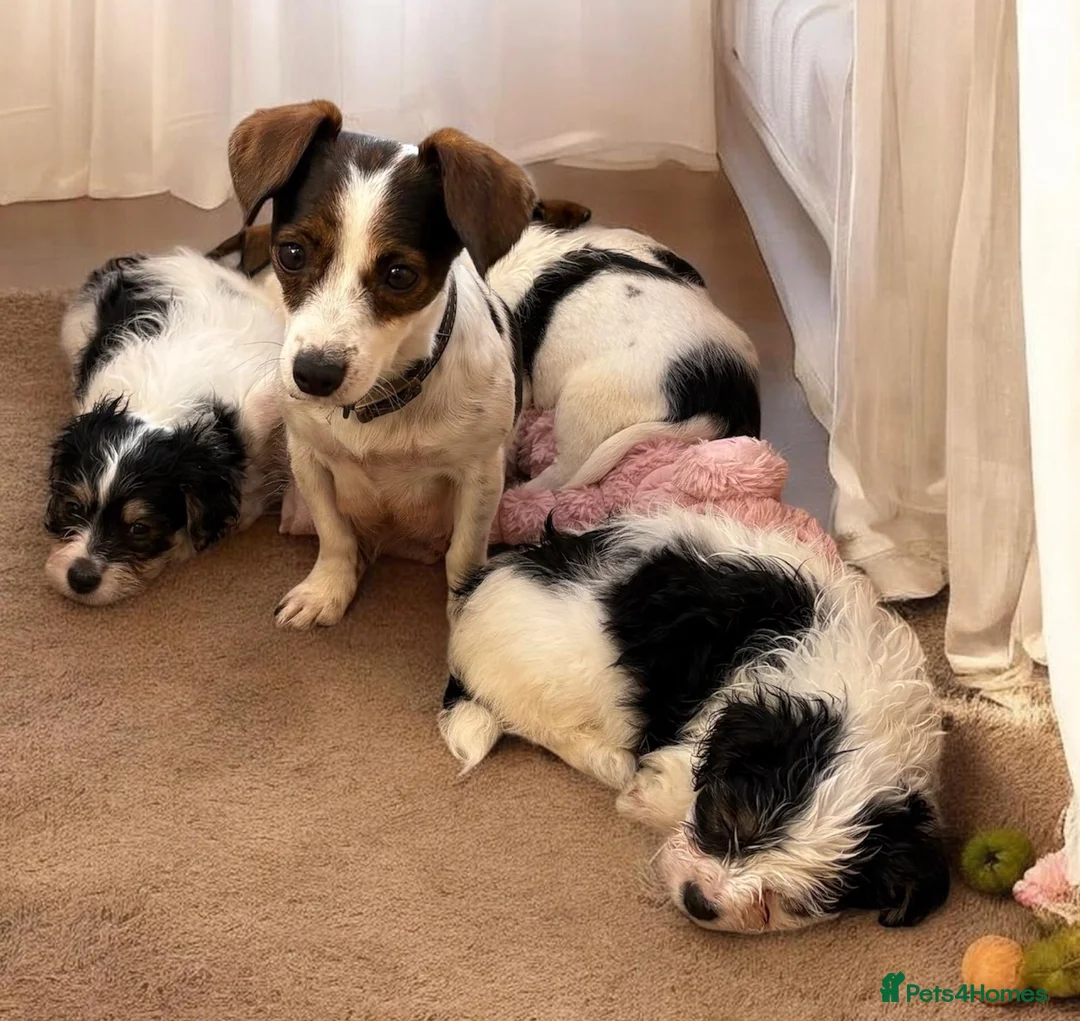 Jack Russell dogs for sale: Traditional short-legged Jack Russell puppy’s!  - Advert 28