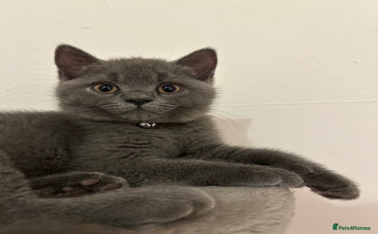British Shorthair cats - Advert 16