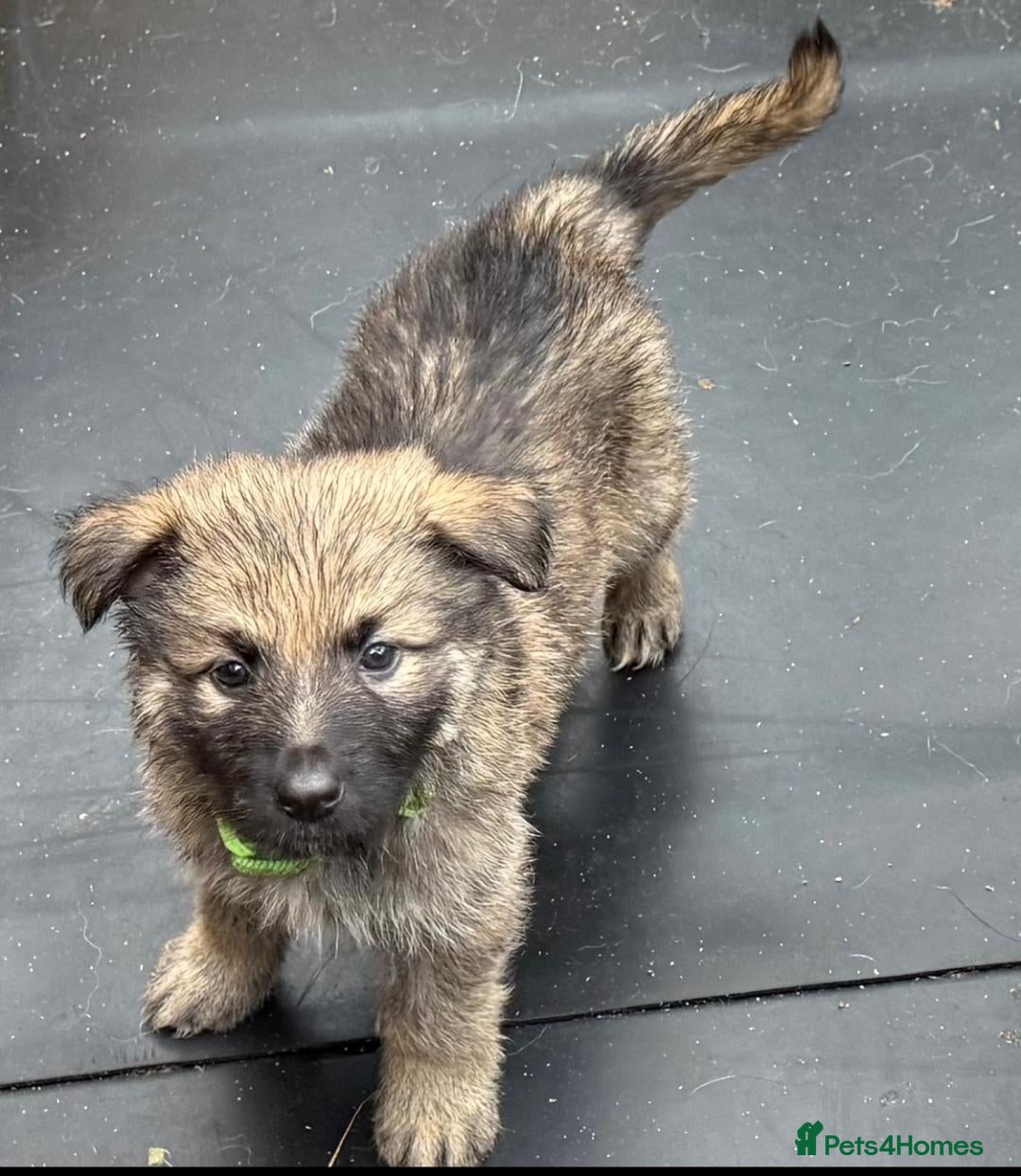 German Shepherd dogs for sale: German shepherd pups - Advert 2