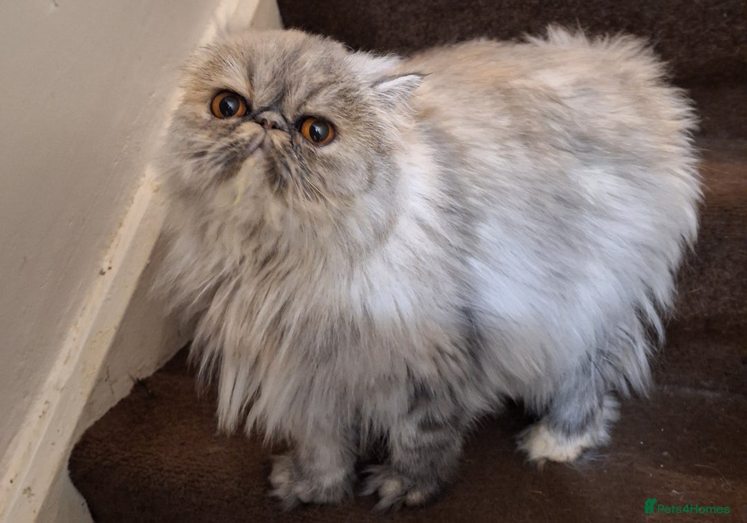 Persian cats for sale: Champion  titled female neutered persian  - Image 4