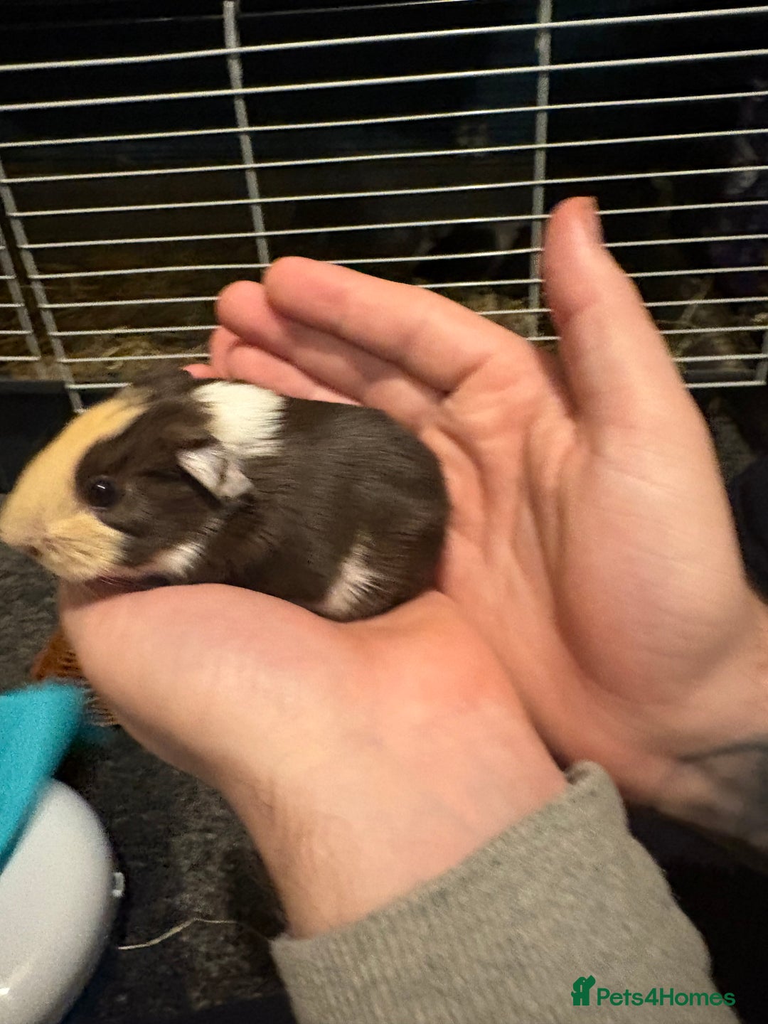 Guinea Pig rodents for sale: 2 guinea pigs - Advert 2