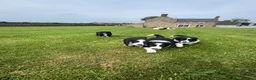 Border Collie dogs for sale: Border Collie Puppy’s litter of 6 gorgeous pups.  - Advert 17