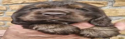 Cocker Spaniel dogs for sale: Lovely show Cocker spaniel puppies 🐶  - Advert 3