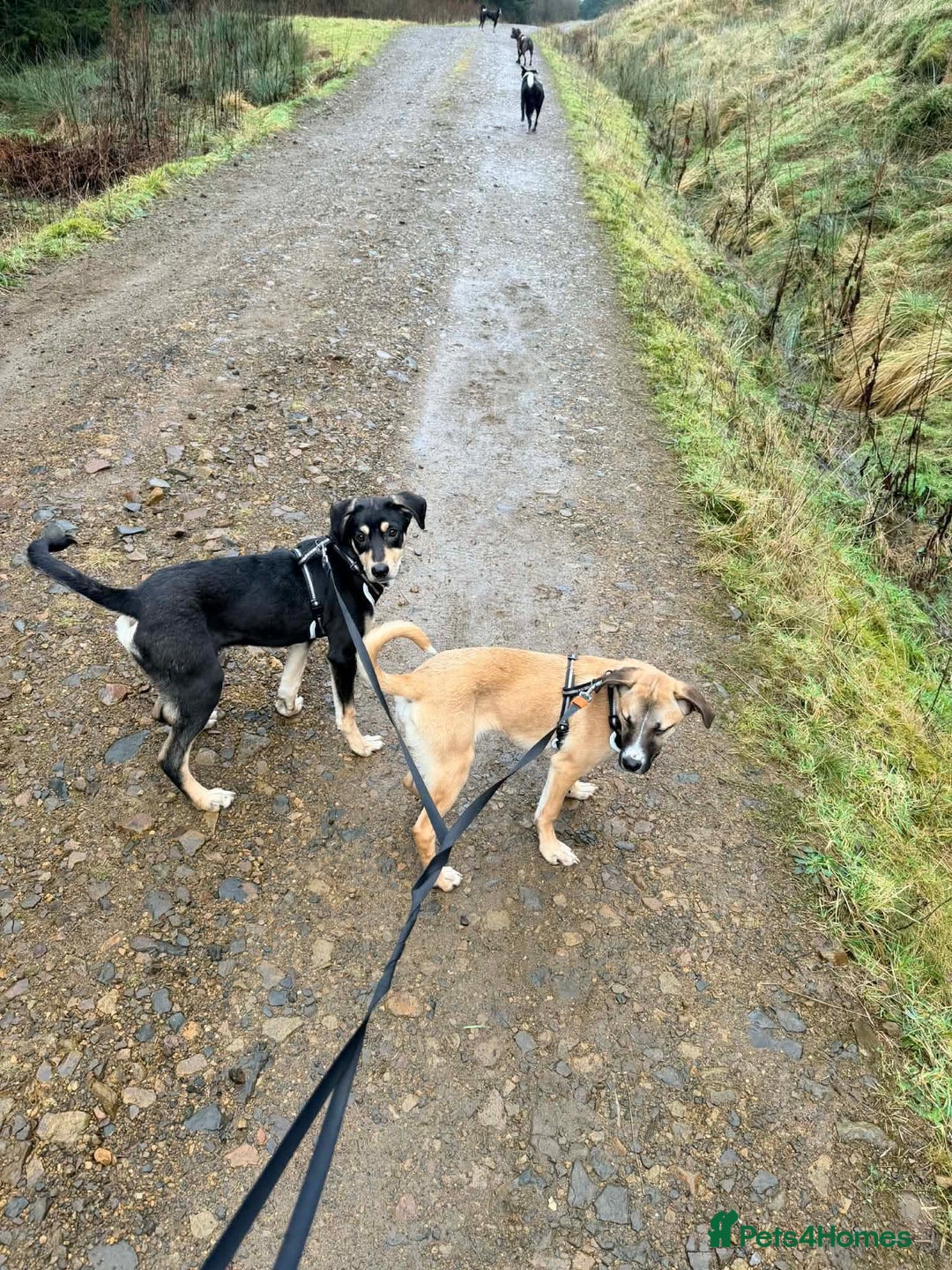 Mixed Breed dogs for adoption: Grinch 💕 - Advert 3