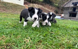 Border Collie dogs for sale: Lovely black and white sheepdog pups  - Image 5