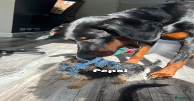 Mixed Breed dogs - Advert 8