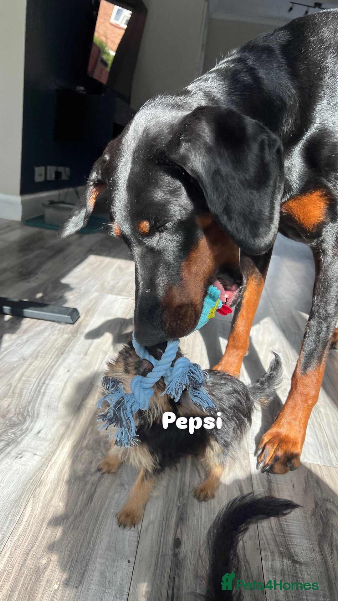 Mixed Breed dogs for adoption: Cola & Pepsi are looking for their forever home! - Image 2