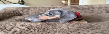 Miniature Dachshund Puppy 4