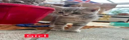 Mixed Breed cats for sale: 2 Grey Kittens  - Advert 21