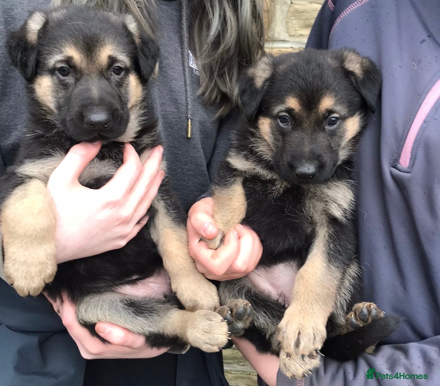 German Shepherd dogs German shepherd puppies  - Advert 11