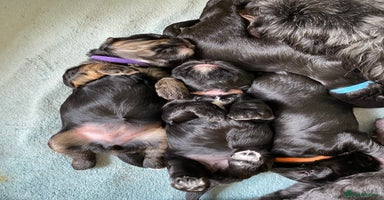 Mixed Breed dogs - Advert 1