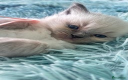 Ragdoll cats for sale: Ragdoll kittens (2 boys and 2 girls)  - Image 18