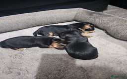 Yorkshire Terrier dogs for sale: Mini Yorkshire terrier  - Image 6